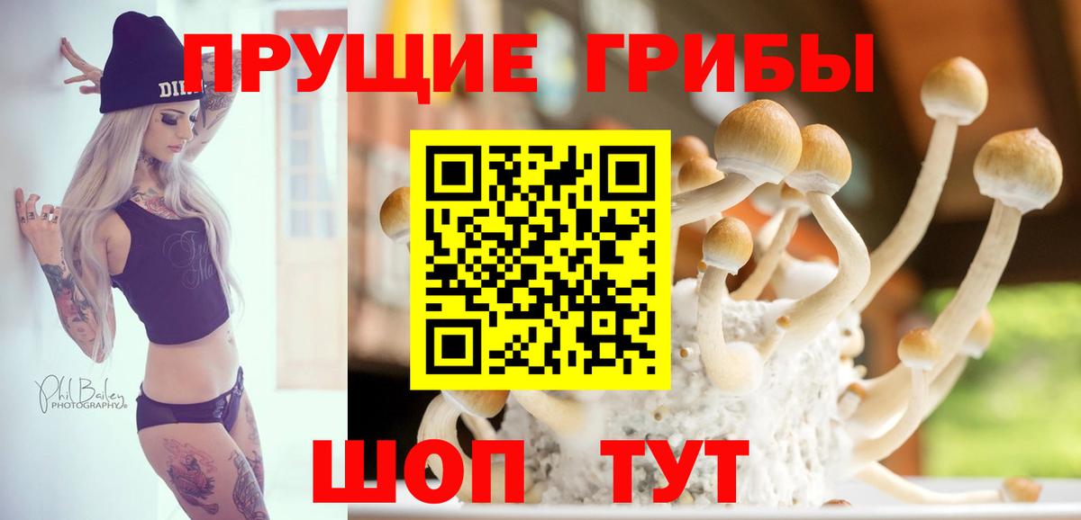 Псилоцибиновые грибы Magic Shrooms  Вход с VPN  Славгород  Псилоцибиновые грибы Psilocybine cubensis 